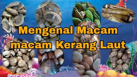 Mengenal Macam Macam Kerang Youtube