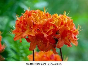 39,904 Mandarin Lights Images, Stock Photos & Vectors | Shutterstock