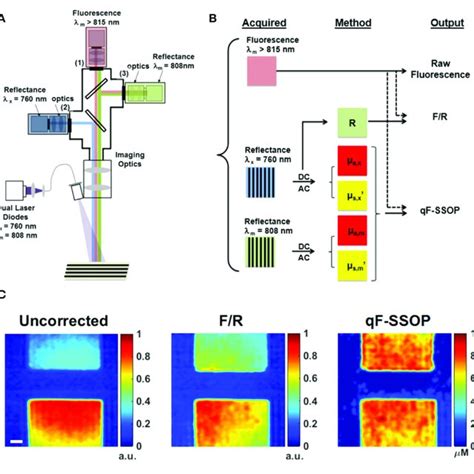 Common Fluorophores In Clinical Use The Chemical Formulas And The Download Scientific