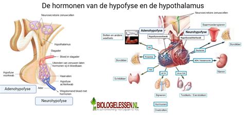 Hormonen Biologielessen Nl