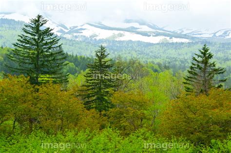 【十勝岳山麓の残雪と新緑の森】の画像素材31558799 写真素材ならイメージナビ