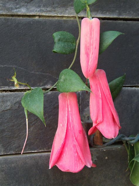 Lapageria Rosea Ruiz And Pav Plants Of The World Online Kew Science