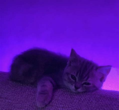 A Cat That Is Laying Down On The Floor In Front Of A Purple Light With It S Eyes Closed