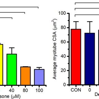 Loss of contractile force and myotube cross sectional area CSA µm 2