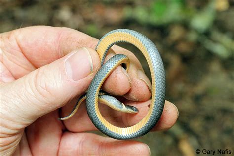 Northern Ring Necked Snake Diadophis Punctatus Edwardsii