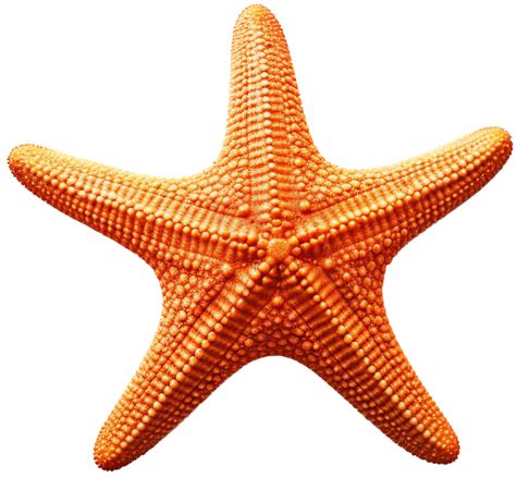 Starfish with . 24705110 PNG