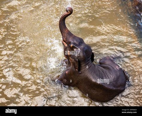 Elephant bathing in Pinnawala / Sri Lanka Stock Photo - Alamy