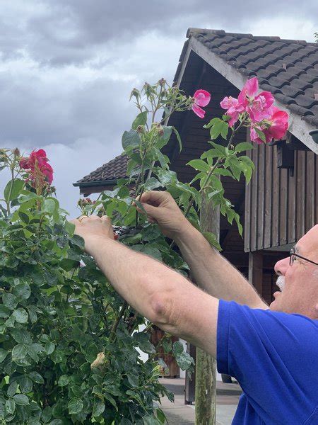 Couper les roses fanées voici comment faire Blog Lubera