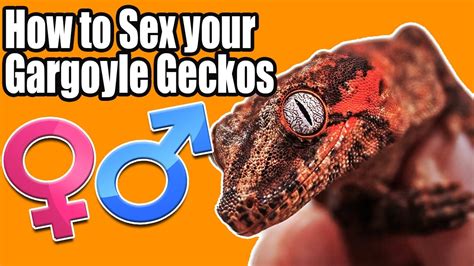 Sexing Gargoyle Geckos Youtube