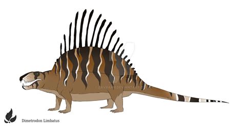 Dimetrodon Limbatus By Zavraan On Deviantart