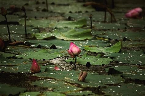 Premium Photo Beautiful Pink Waterlily Or Lotus Flower In Pond