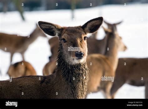 Snow scene with red deer Stock Photo - Alamy