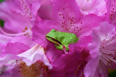 Pink Tree Frogs