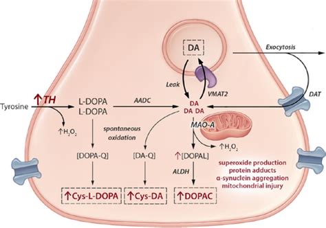 Enhanced Tyrosine Hydroxylase Activity Induces Oxidative Stress Causes