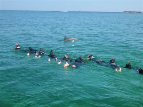 Swim With Dolphins In Perth For A Truly Wild Encounter West