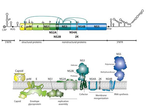 1 Genome Organization And Viral Protein Expression Universitätsklinikum