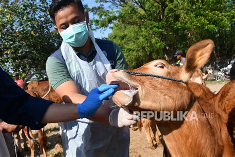 Pengawasan Hewan Ternak Di Gunungkidul Diintensifkan Jelang Idul Adha