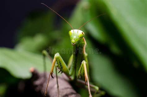 The European Mantis Mantis Religiosa Stock Image - Image of green ...