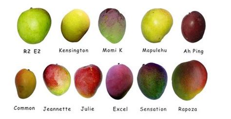 Mango Types Mango Types Mango Food Education