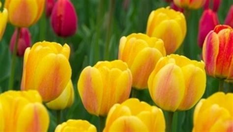 A List of Full Sun Perennial Flowers in Zone 4 | Garden Guides