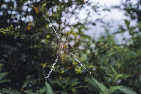 Spider Hanging On Spider Web · Free Stock Photo