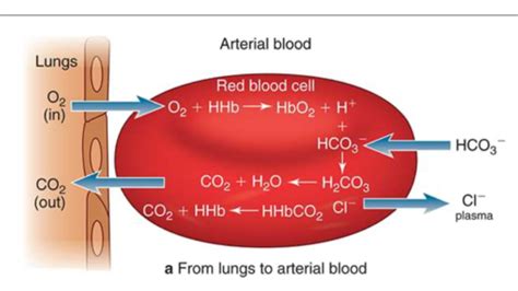 Hematology Hemoglobin Flashcards Quizlet