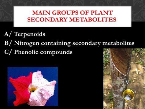 Ppt Plant Secondary Metabolites Powerpoint Presentation Free