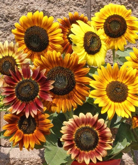 Sunflower Autumn Beauty (Helianthus annuus) | Applewood Seed Co.