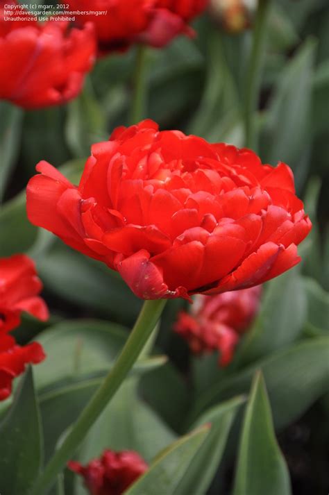 Plantfiles Pictures Double Late Tulip Peony Flowered Tulip Miranda