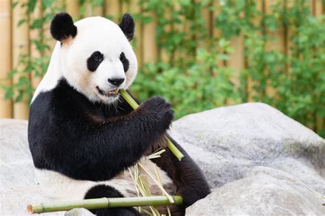 wallpaper panda, bamboo, animal HD : Widescreen : High Definition ...