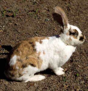 Angora Rabbit Origin Characteristics Uses Photo