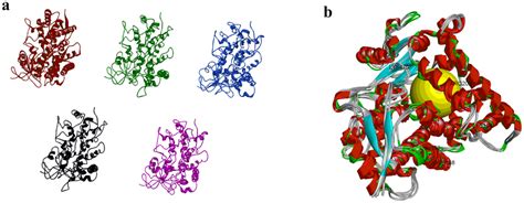 Geometric Changes In Cyp2a6 Wild Type And Mutant Proteins A Changes