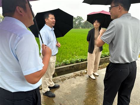 作物所水稻中心专家前往崇明指导水稻生产科技服务新闻中心上海市农业科学院