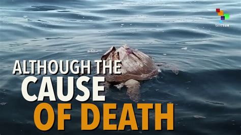 Mysterious Case Of Hundreds Of Dead Endangered Sea Turtles Youtube