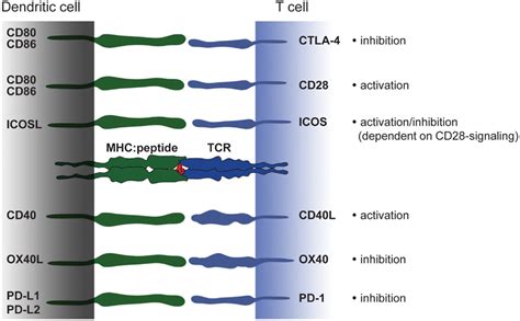 Frontiers Costimulatory Molecules On Immunogenic Versus Tolerogenic