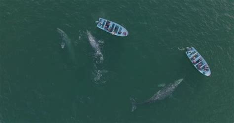 Pod Humpback Whales Encountering Boats Pacific Stock Footage Video (100 ...