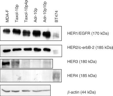 Expression Of Her Receptor Proteins Her Egfr Her C Erbb Her And