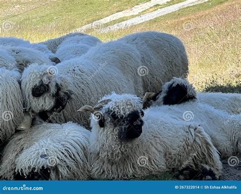 Valais blacknose sheep stock photo. Image of environmentn - 267322014