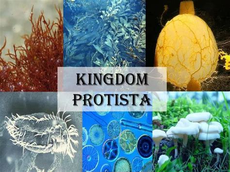 PPT - kingdom Protista PowerPoint Presentation - ID:1931698