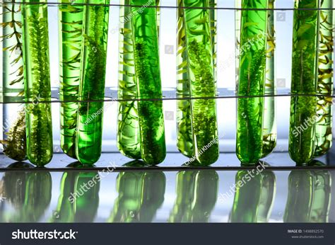 6 042 Algae Science Images Stock Photos Vectors Shutterstock