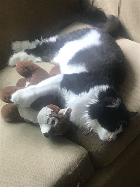 My boy cuddling his fox during a nap. : r/aww