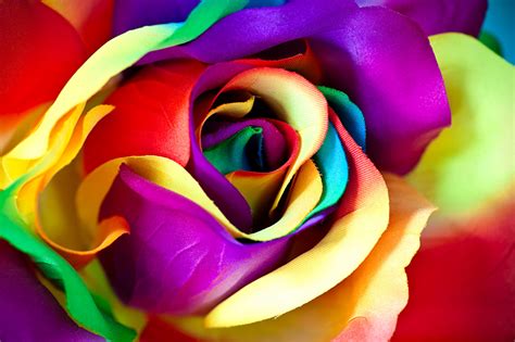 Rose multicolore