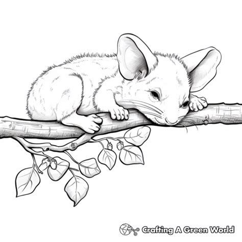 Possum Coloring Pages - Free & Printable!