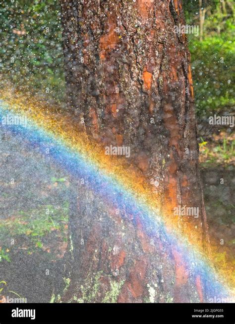 Rainbow Formed From Spraying With A Garden Hose Stock Photo Alamy