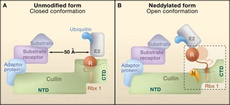 A Ubiquitin Like Protein Unleashes Ubiquitin Ligases Cell