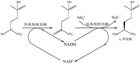 一种利用羟基酸脱氢酶制备L 草铵膦的方法与流程