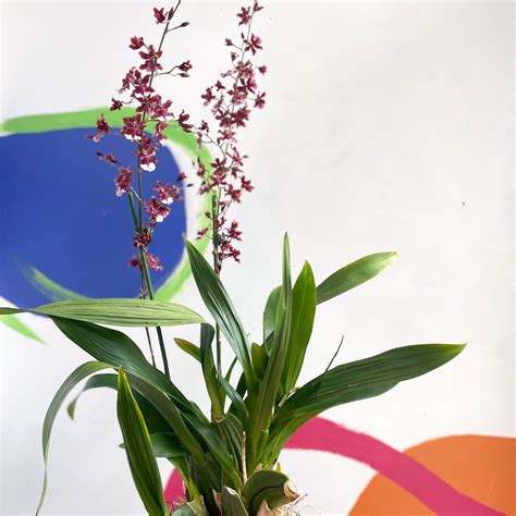 Dancing Lady Orchid Oncidium Sharry Baby Sprouts Of Bristol