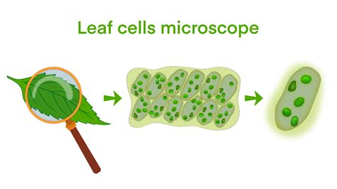 Leaf Cells Microscope Magnification Plant Leaf Microscopic Structure Water Plant Leaf Cells