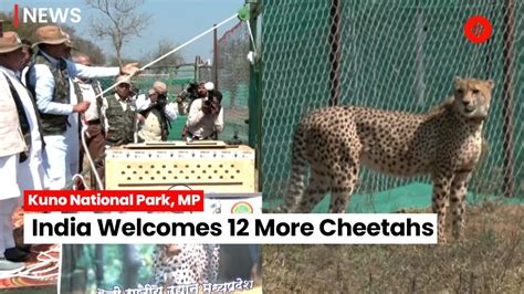 12 More Cheetahs From South Africa Welcomed At Kuno National Park In Madhya Pradesh Youtube