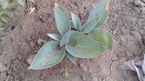 Хоста Лав Пэт (Hosta Love Pat) - YouTube